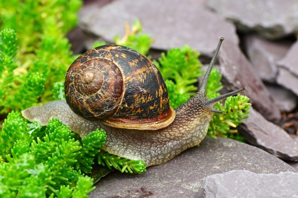 [COOKED_ESCARGOT] Cooked Escargot