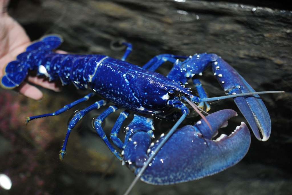 [FROZEN_BLUE_LOBSTER] Frozen Canadian Lobster